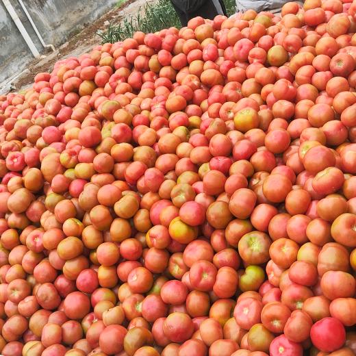 西红柿芹菜批发