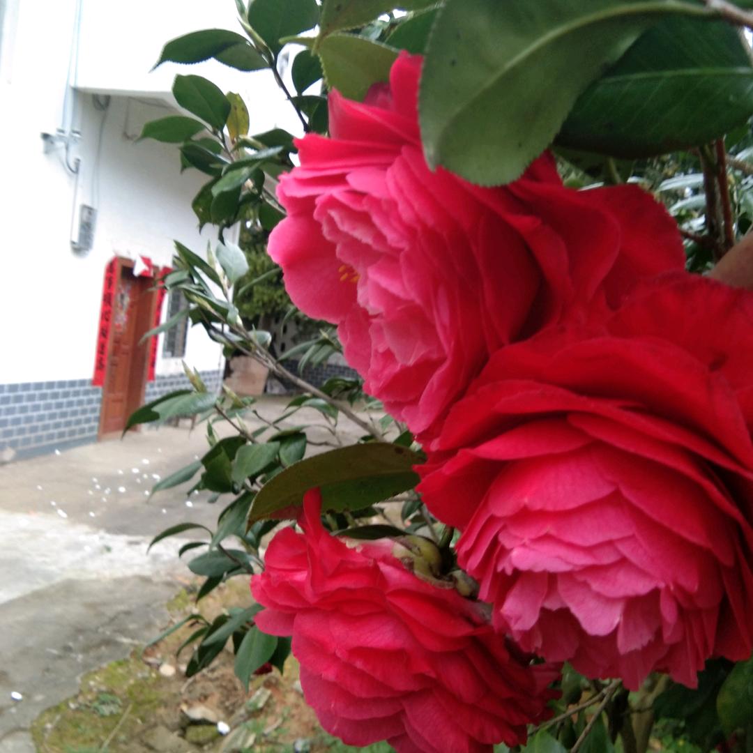 花一样美丽动人