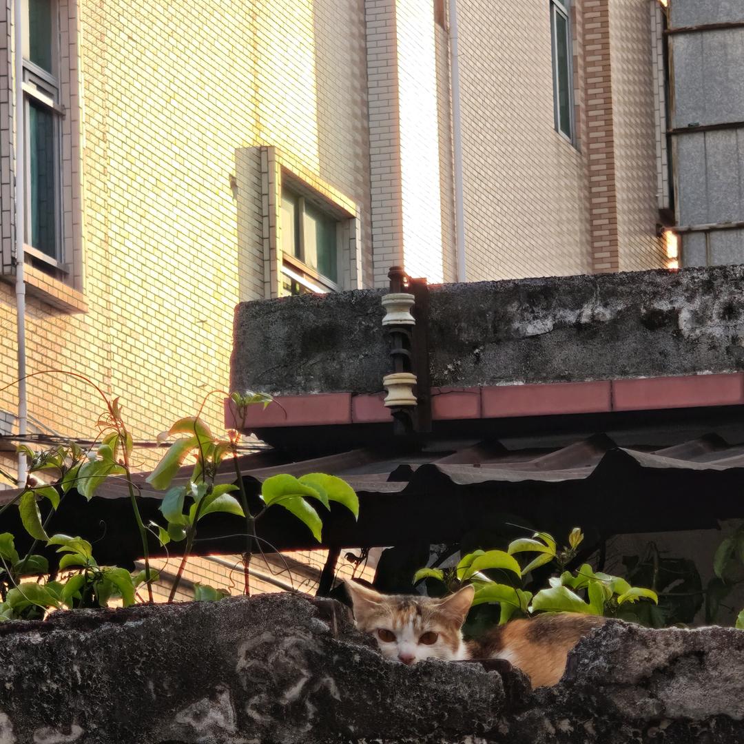 激动的土豆