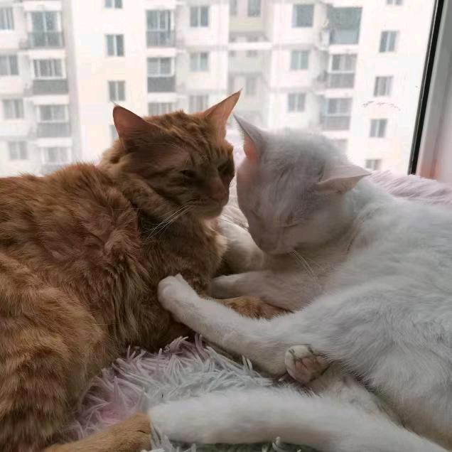 瑞兹和毛豆是只猫呀