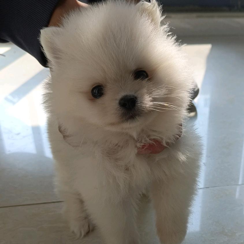 多乐的日常