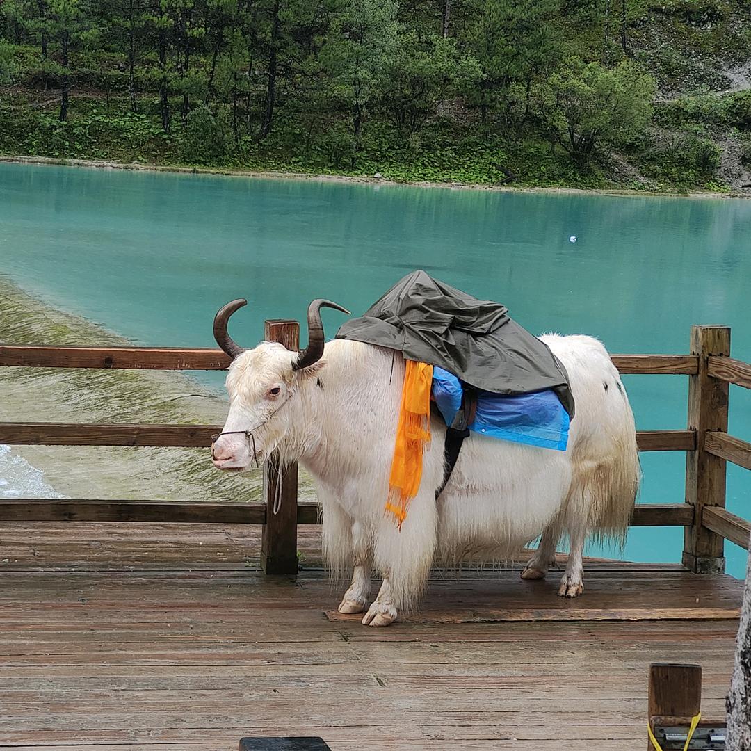 招财进寶