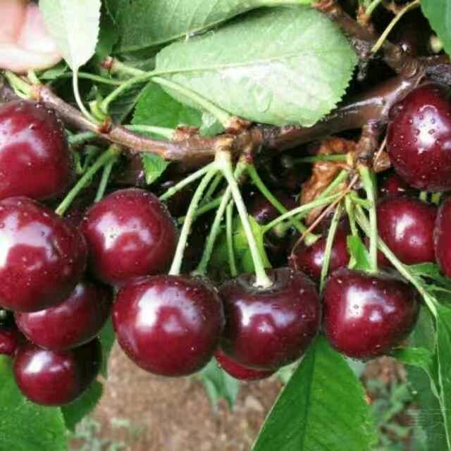 爱民樱桃采摘园