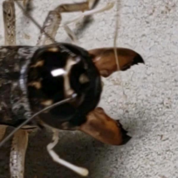 虫缘