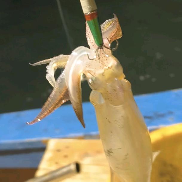 潮起渔归🏖️『金滩』