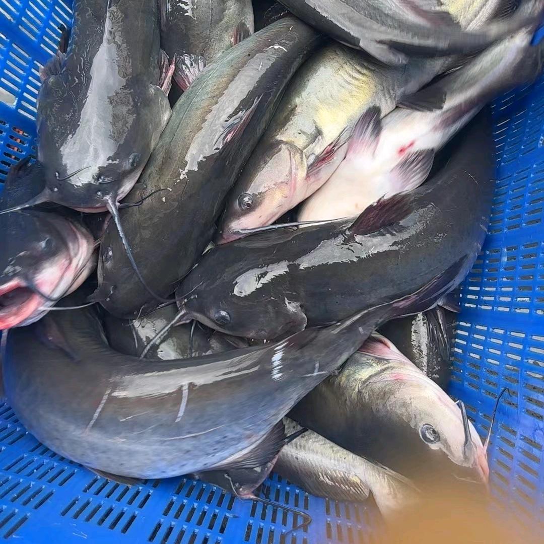 邹平鱼门石锅鱼