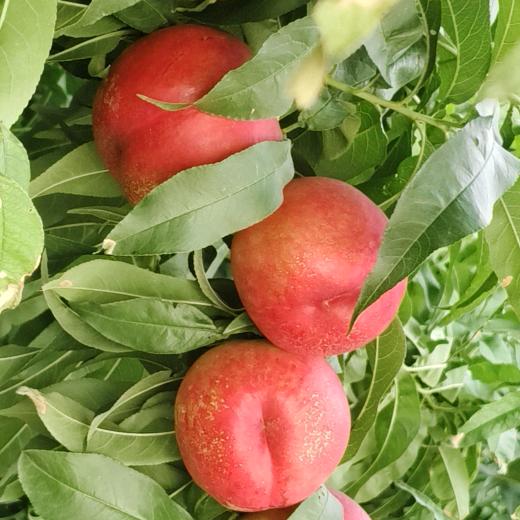 永莲油桃🍑(吃桃看主页)