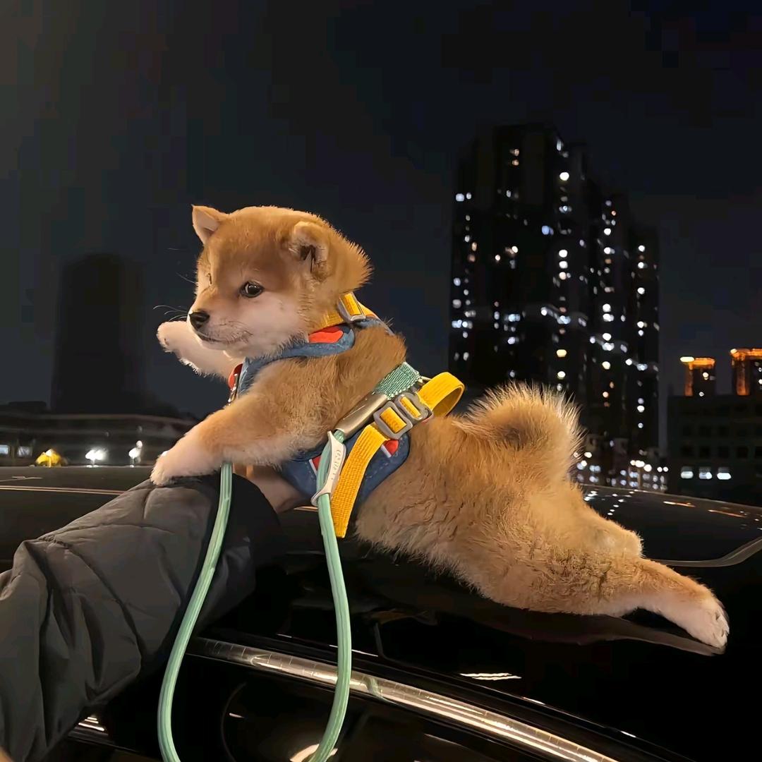 天下英雄如过江之鲫