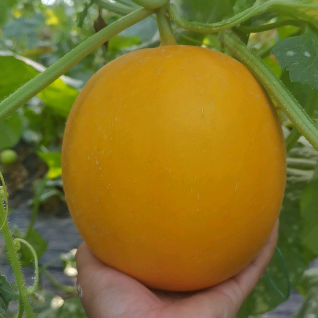 鹏飞蔬菜瓜果合作社