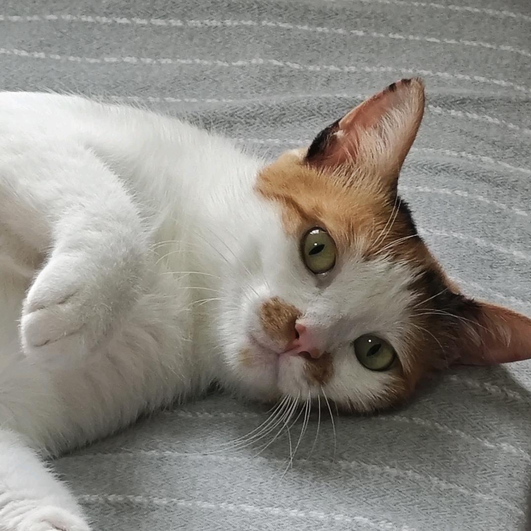波妞是只猫