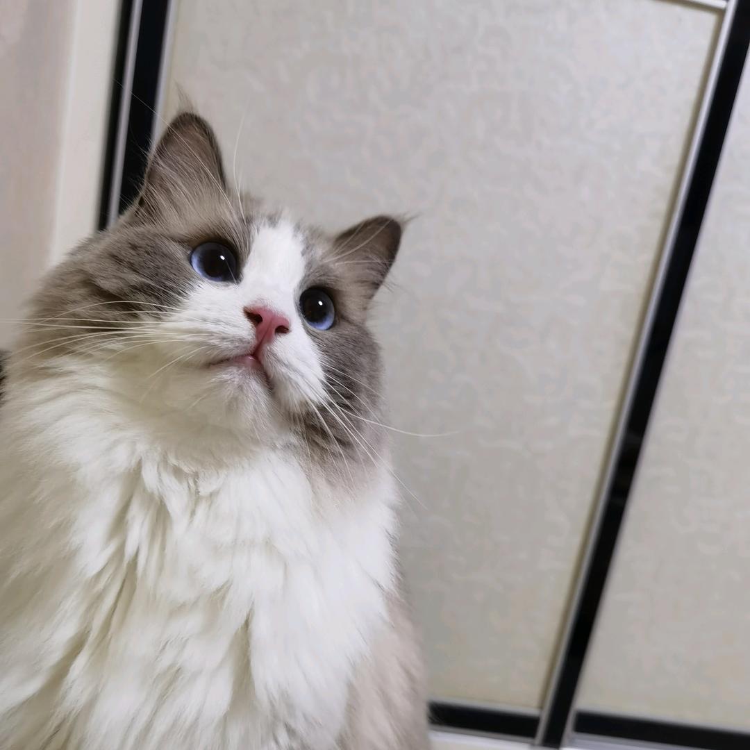 小杰克