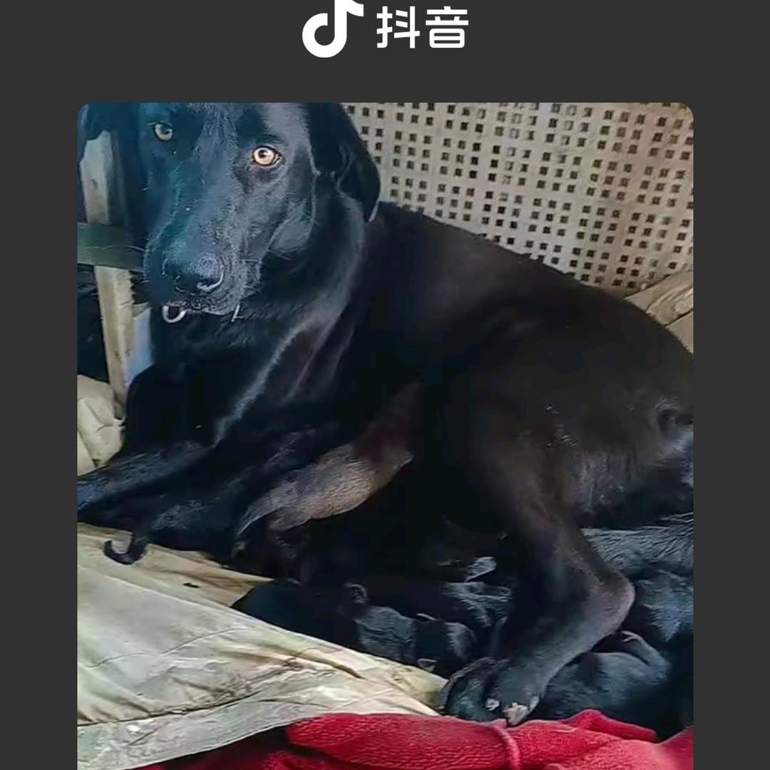 乡村小黑