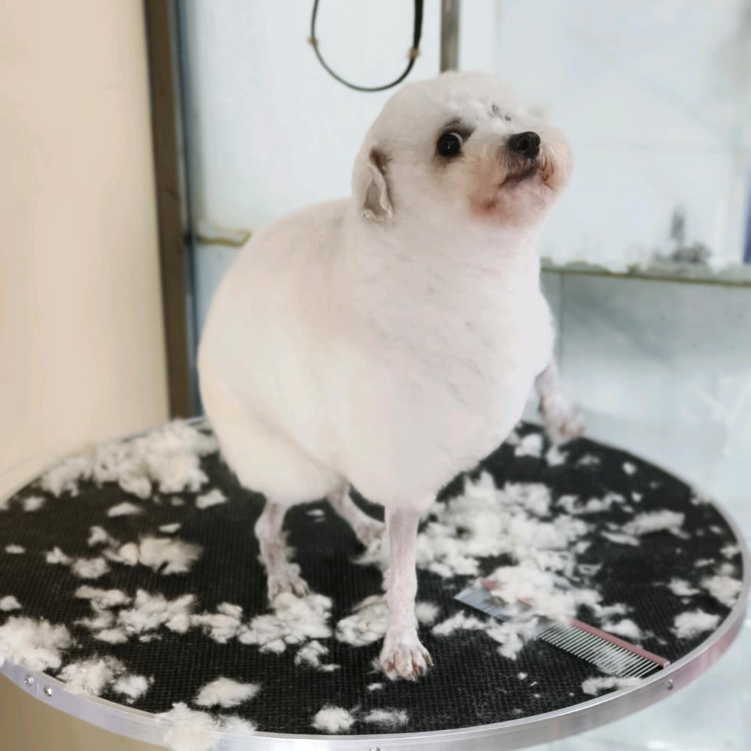 突突熊