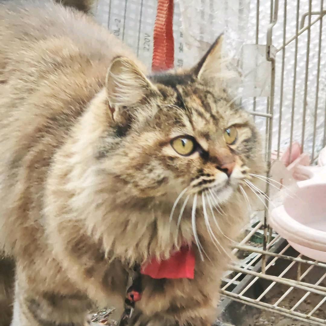 比奇堡堡的蟑螂恶霸