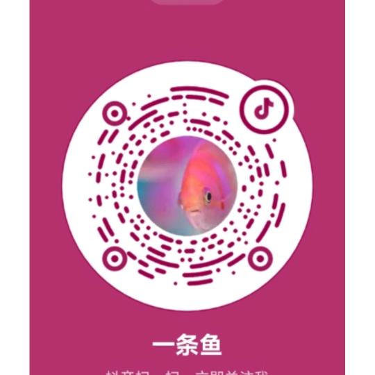 一条鱼