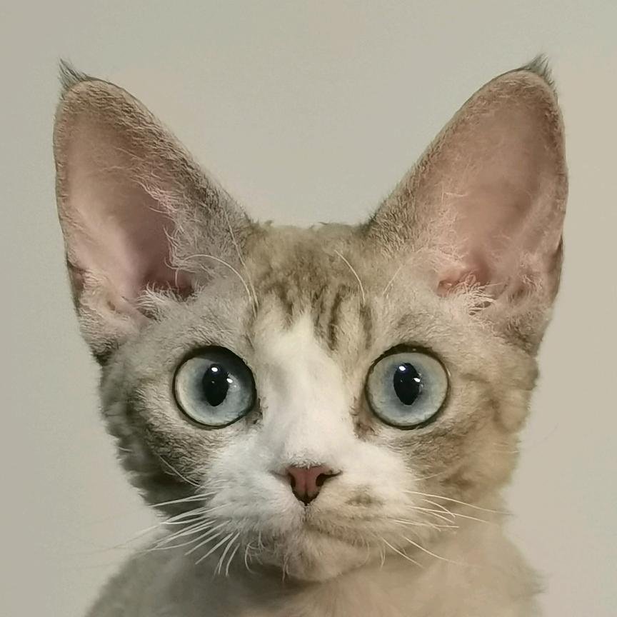 自出洞来无敌手