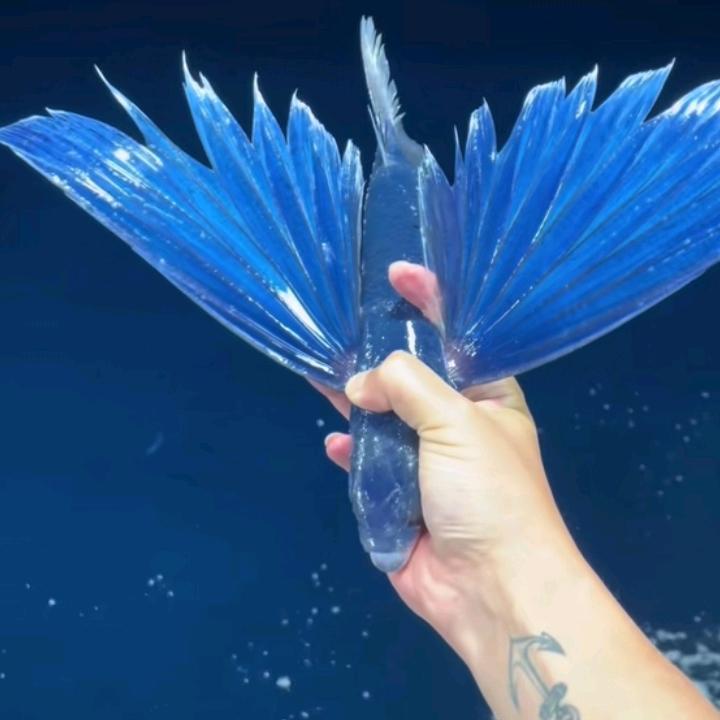 石时欢乐