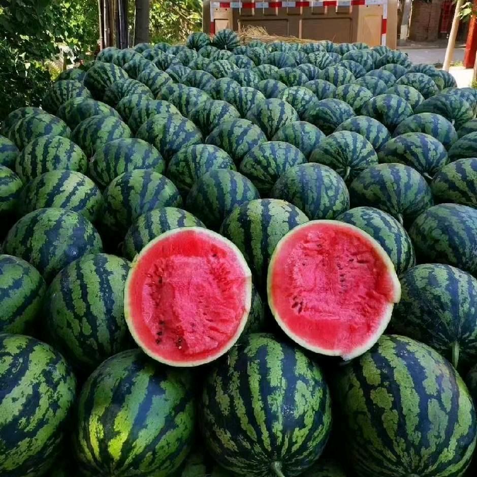 ꧁꫞꯭꯭—腾—꫞꧂