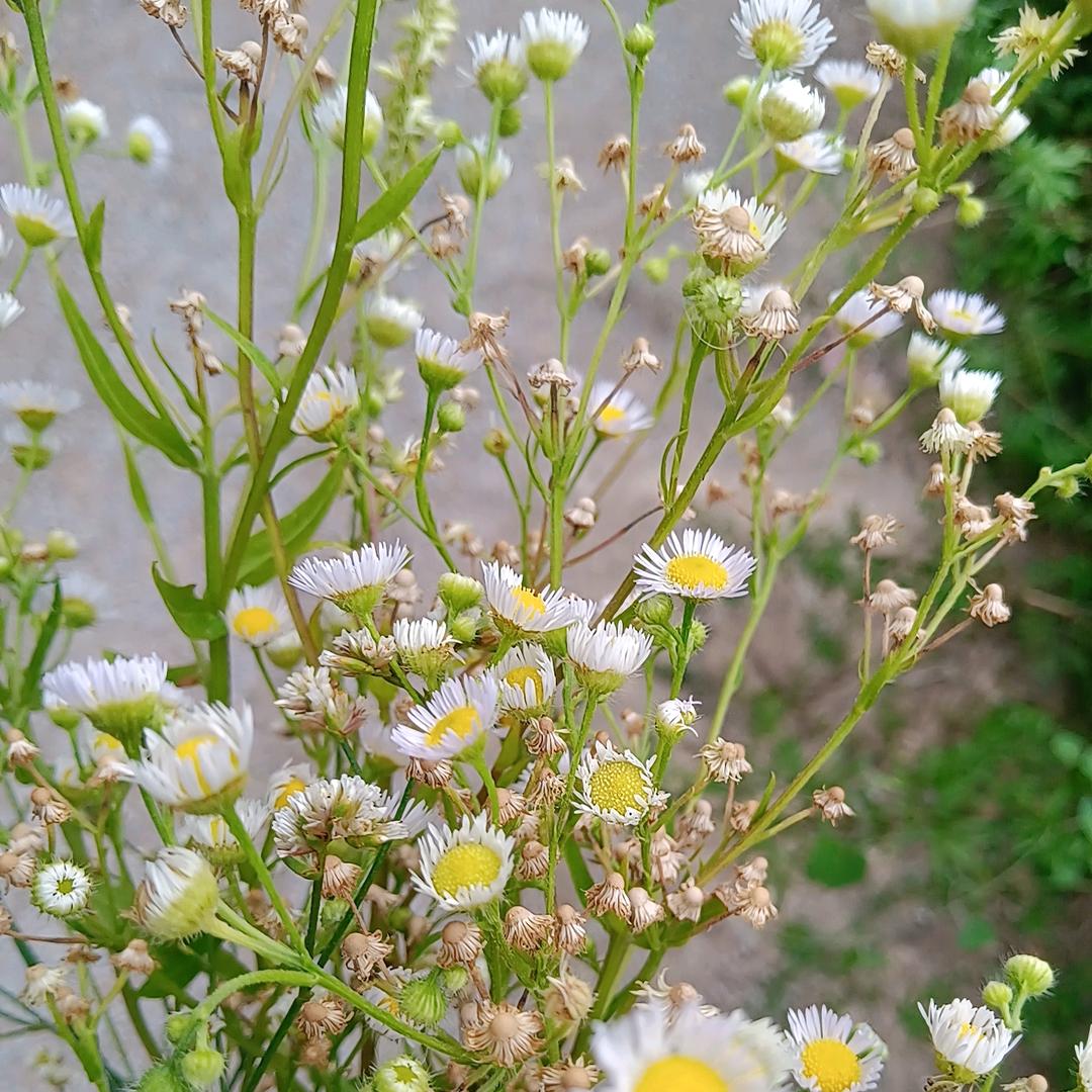 迎春风🌻