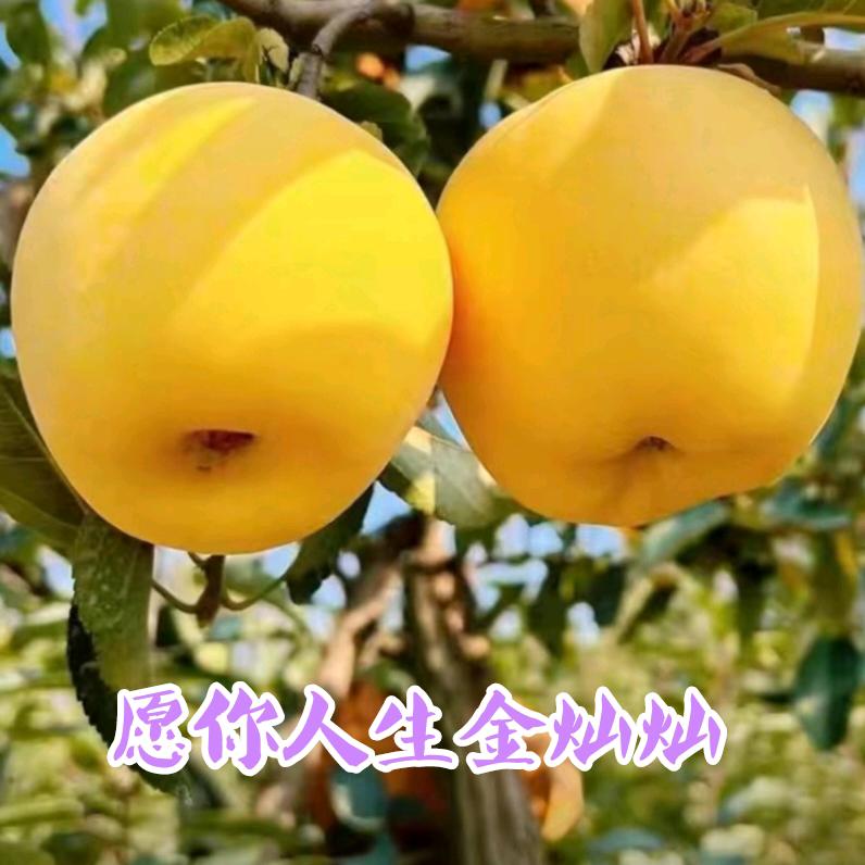 红苹果