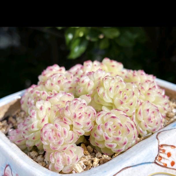 （小赵)小樱桃🍒