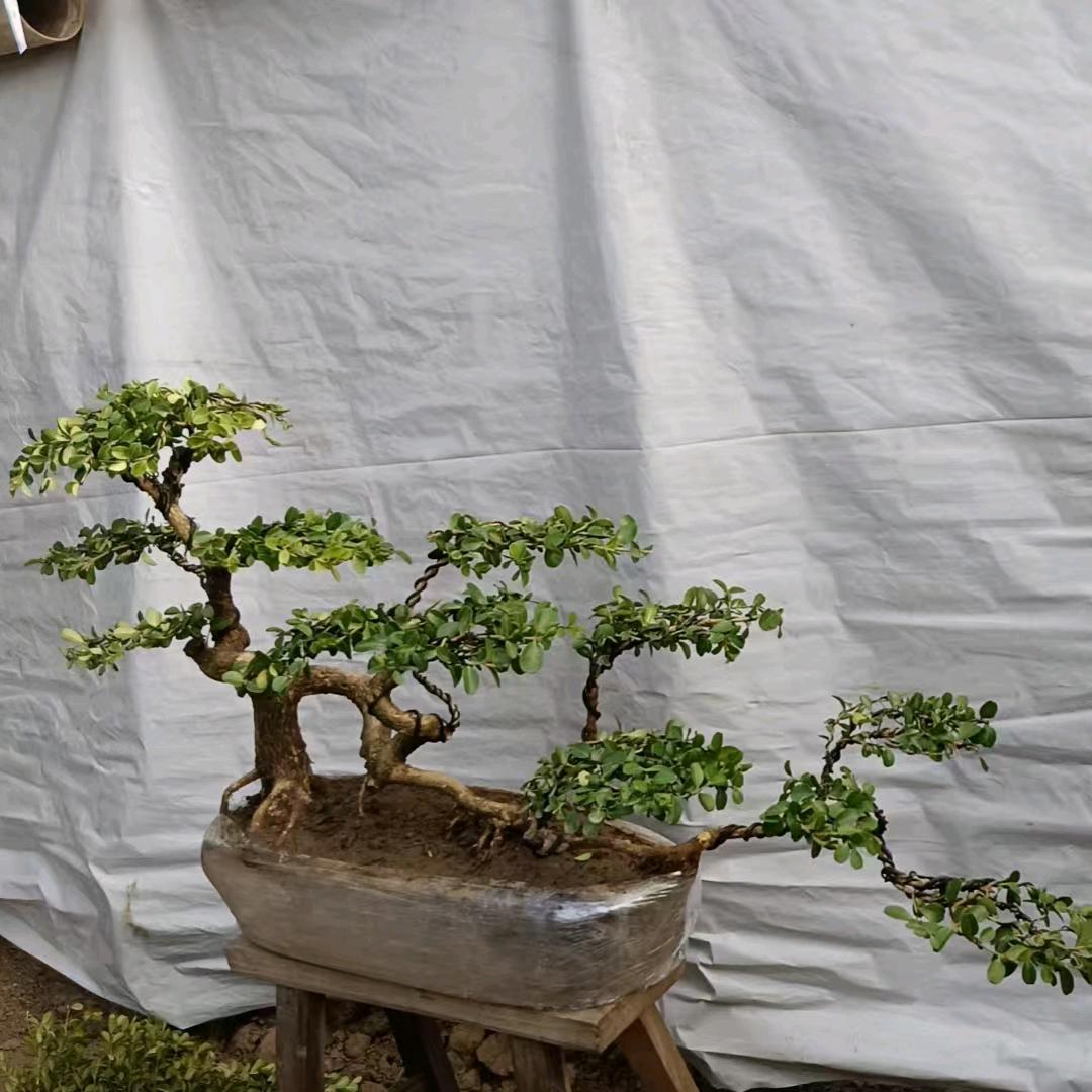 柒地花卉盆景（黄杨）