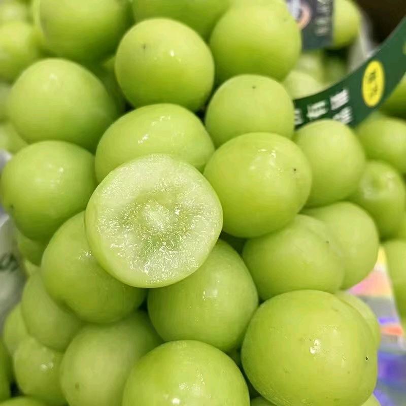 马陆乐采葡萄园