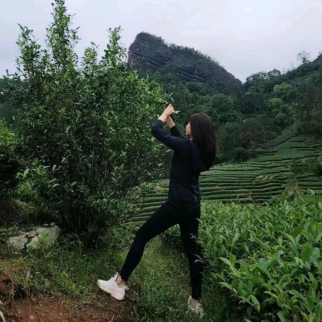茶姨