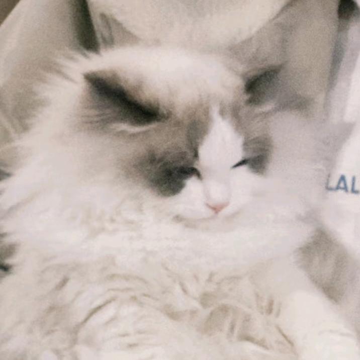 超爱吃番茄