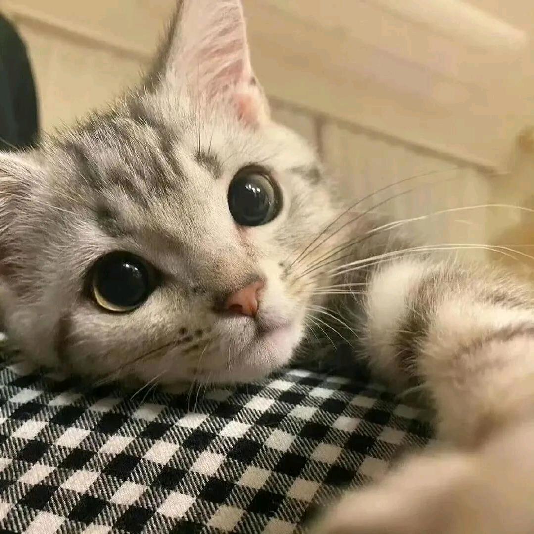 胆小鬼