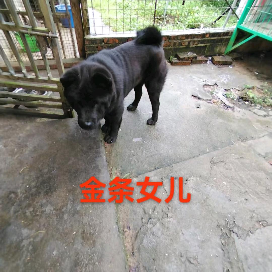 吴辉(松-狮-犬-舍)