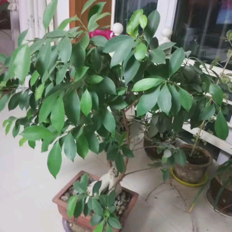 丰顺