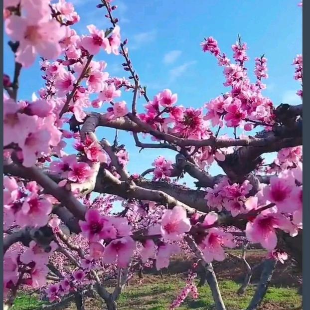 东邪小容儿