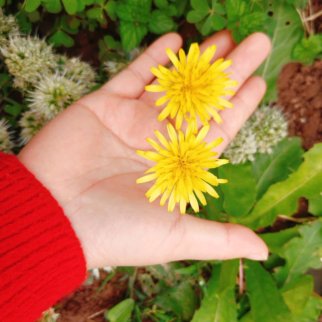 阿菊