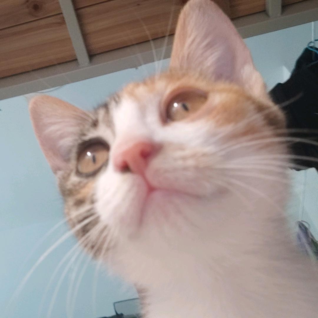 一半月