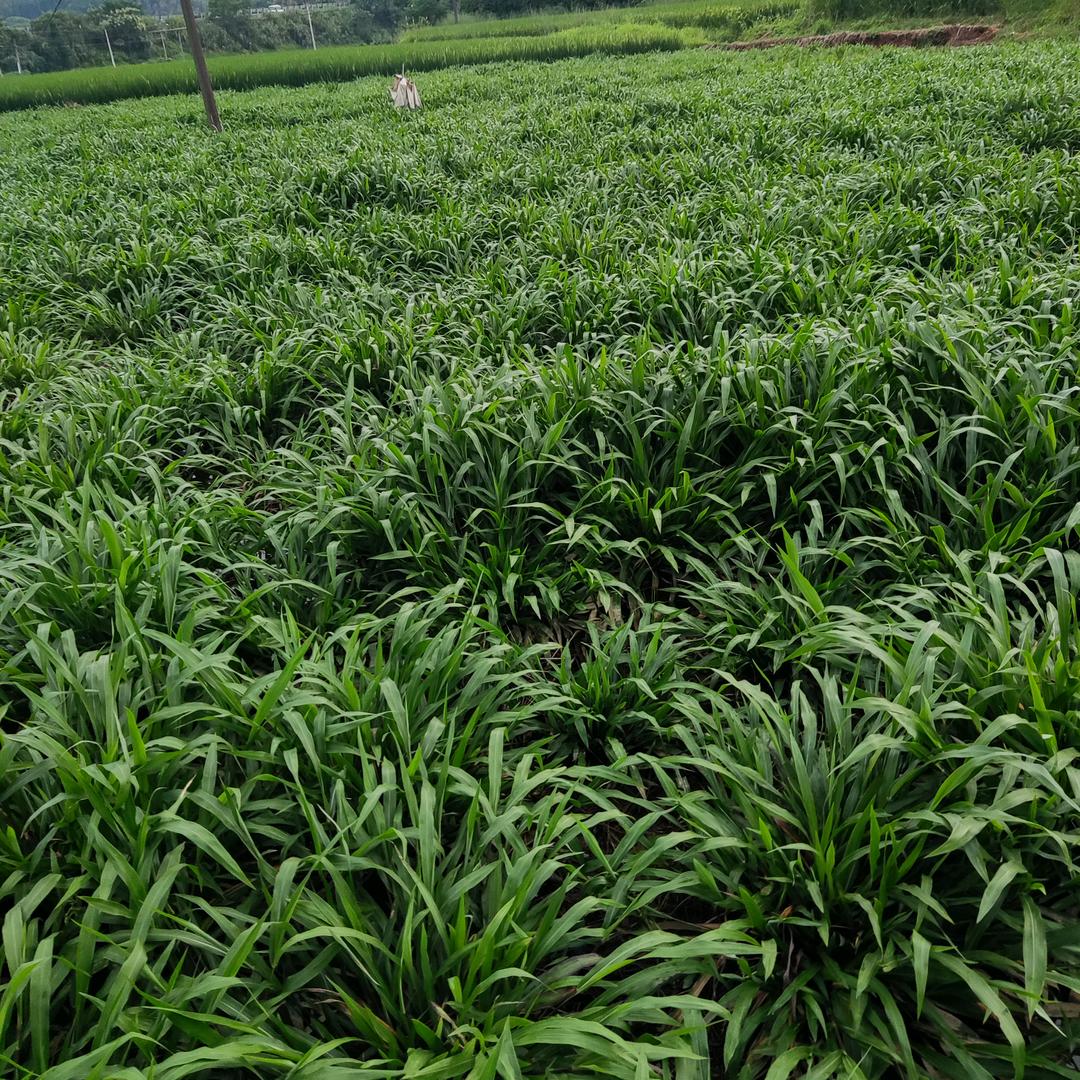 无忧菜悦