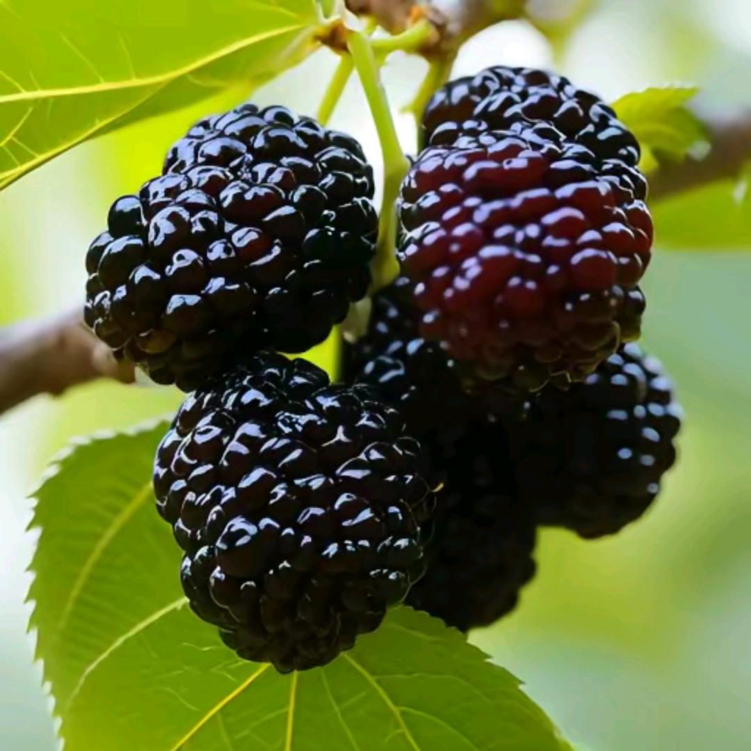 江油战旗芳华桑椹采摘