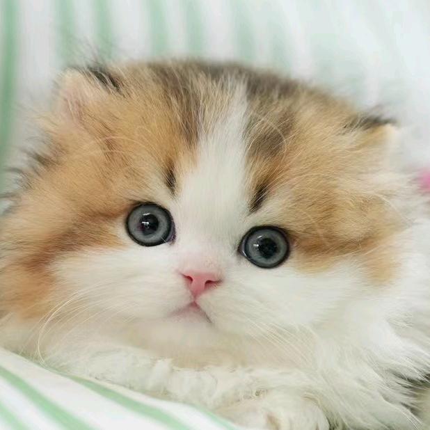 艾琳的萌宠猫咪