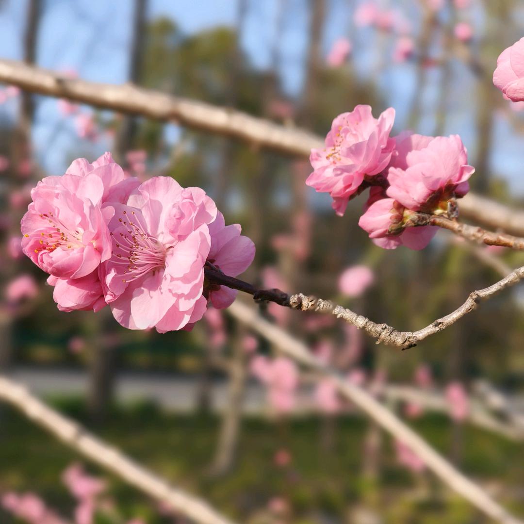 燕  子