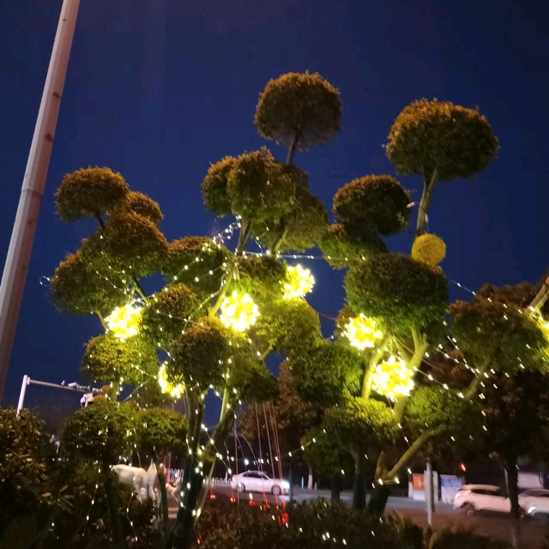 你心中的花花