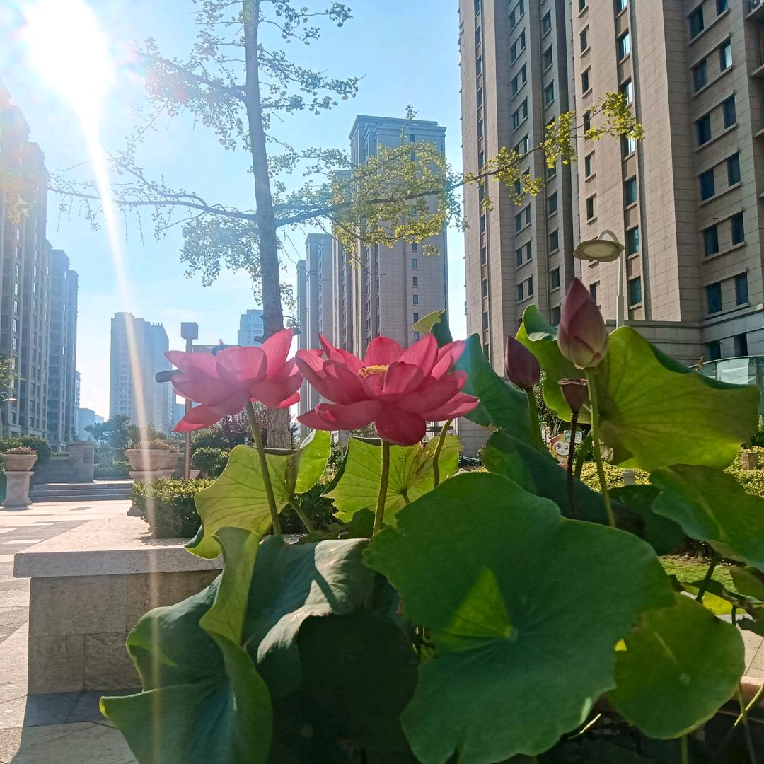 一笑红尘