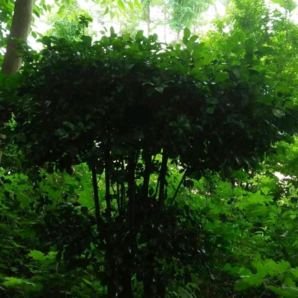 春天里