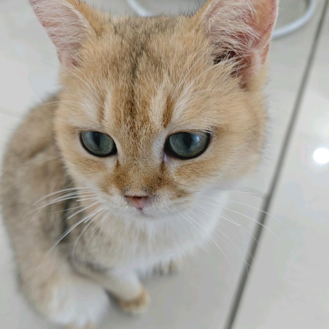 临湘奈可可直播好