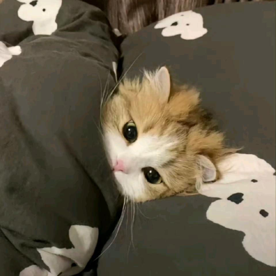 爱睡觉的猫猫