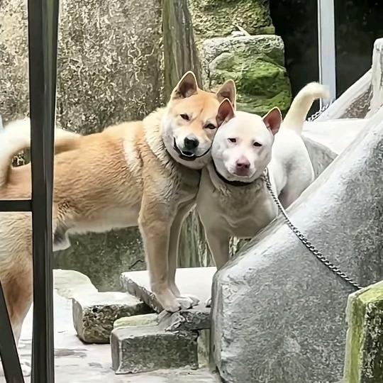 欣欣然Abu