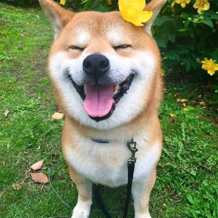 有点傻
