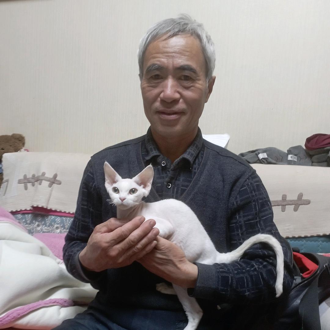 养鹅老王
