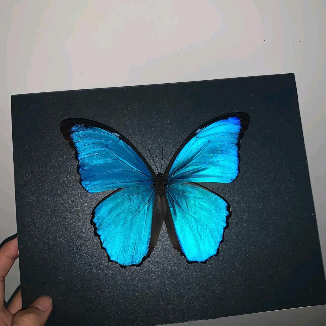 洛泽
