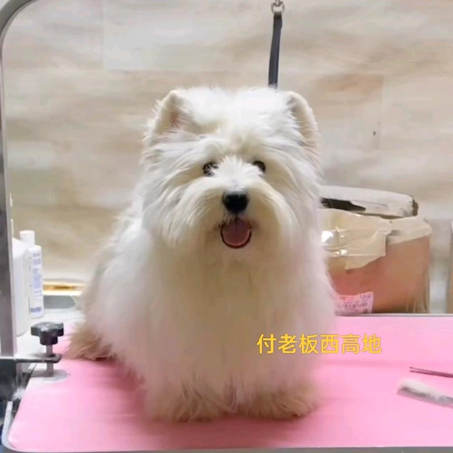 付老板犬舍（西高地）