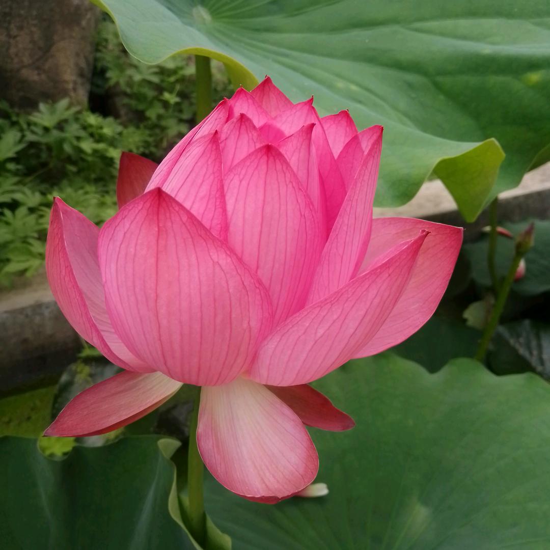 小阿栋512